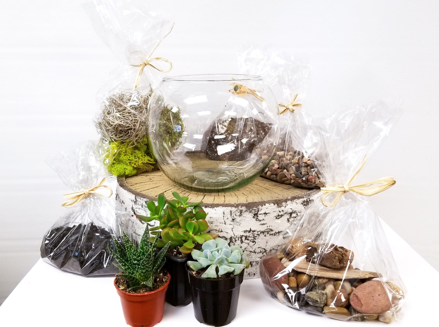 DIY Succulent Terrarium Kit
