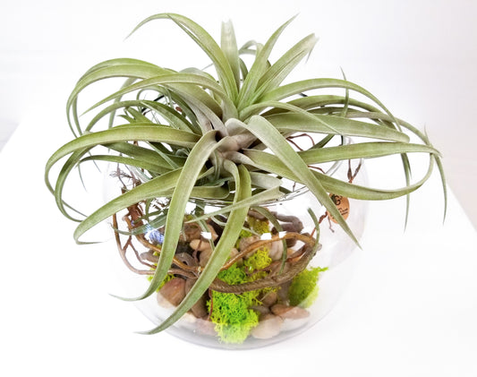 Tillandsia (Air Plant) Table Arrangement