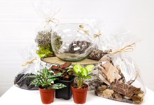 DIY Tropical Plant Terrarium Kit