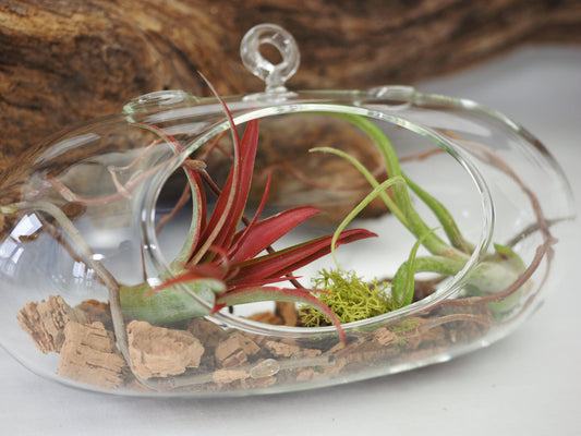 Tillandsia (planta de aire) Jarrón colgante