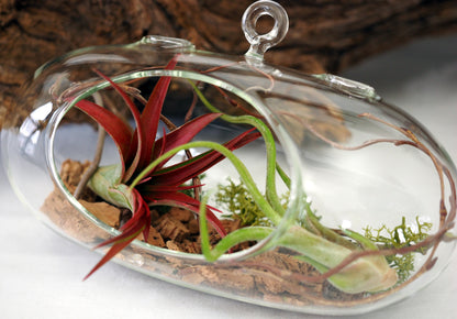 Tillandsia (Air Plant) Hanging Vase