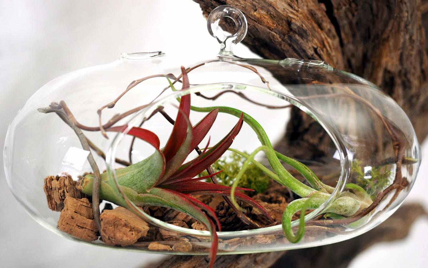 Tillandsia (Air Plant) Hanging Vase
