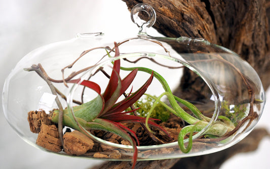 Tillandsia (Air Plant) Hanging Vase